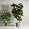 Small and Large Potted Bonsai Plants with Green Leaves in Gray Pot and Woven Basket