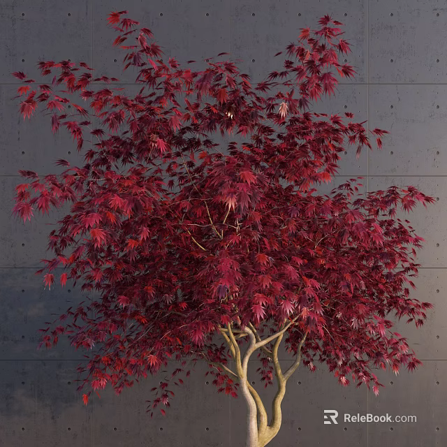 Vibrant Red Leaf Tree With Lush Foliage Against Gray Wall Branched Structure 3d model 