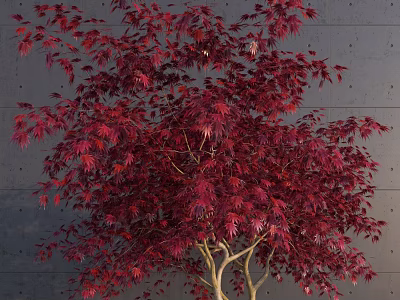 Vibrant Red Leaf Tree With Lush Foliage Against Gray Wall Branched Structure 3d model
