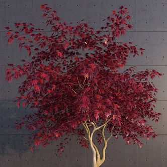 Modern Maple Landscape Tree 3d model