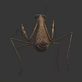 Flying Brown Mantis in Predatory Stance with Detailed Wings and Legs on Dark Background