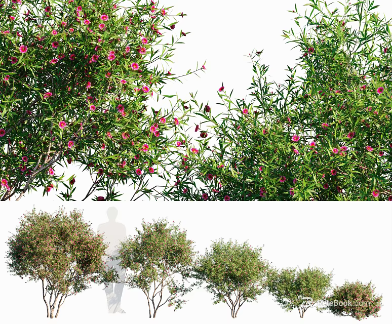 Flowering Trees With Pink Blossoms Green Leaves And Various Shapes For Garden Landscape 3d model 