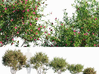 Flowering Trees With Pink Blossoms Green Leaves And Various Shapes For Garden Landscape 3d model