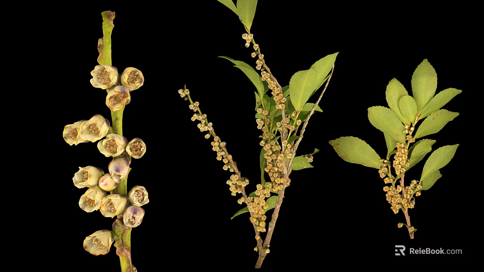 Fresh Plant Branches With White Flowers Green Leaves And Small Buds 3d model 