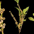 Fresh Plant Branches With White Flowers Green Leaves And Small Buds