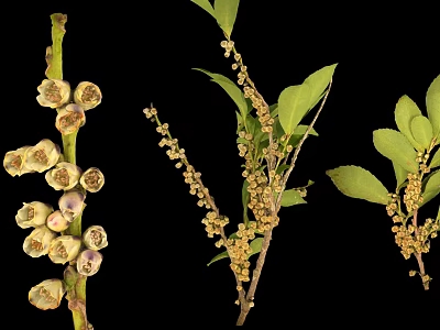 Fresh Plant Branches With White Flowers Green Leaves And Small Buds 3d model