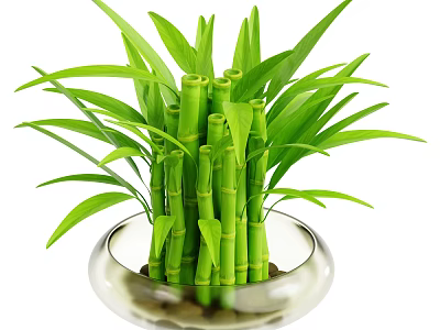 Bamboo Plant With Lush Green Stalks And Leaves In Transparent Glass Bowl With Pebbles 3d model