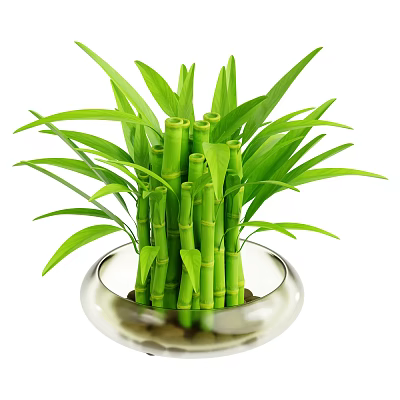 Bamboo Plant With Lush Green Stalks And Leaves In Transparent Glass Bowl With Pebbles 3d model