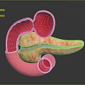 Detailed 3D Anatomical Model of Abdominal Organs Showing Stomach and Pancreas Structure