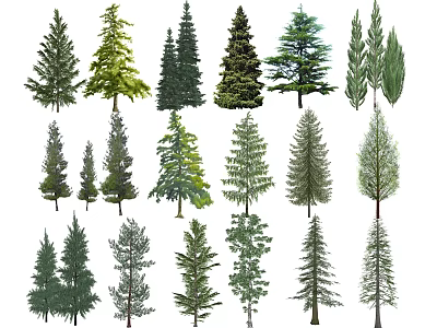 Diverse Collection of Evergreen and Deciduous Trees in Illustration Set 3d model