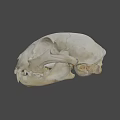 Animal Skull With Markings Displayed At Nature Lab University Of Nevada