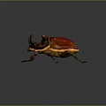Red and Brown Beetle with Large Horns and Black Legs on Gray Background