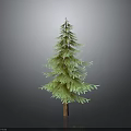 Lush Green Pine Tree With Brown Trunk In Dark Background 3d model