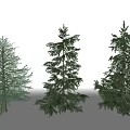 Three Different Evergreen Arbor Varieties With Lush Green Foliage And Dense Branches