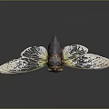 Cicada With Transparent Patterned Wings And Dark Yellow Body On Dark Background Close Up View