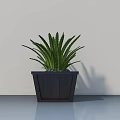 Green Leafy Potted Plant In Dark Wooden Square Pot Against Light Wall With Shiny Floor