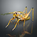 Colorful Grasshopper with Yellow Black Green Stripes Long Legs and Antennae on Dark Background with Reflection