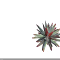 Succulent Plant Featuring Slender Green Leaves With Red Edges In Layered Rosette Form