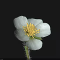 Beautiful Blue Flower with Yellow Stamens and Hairy Stem on Black Background
