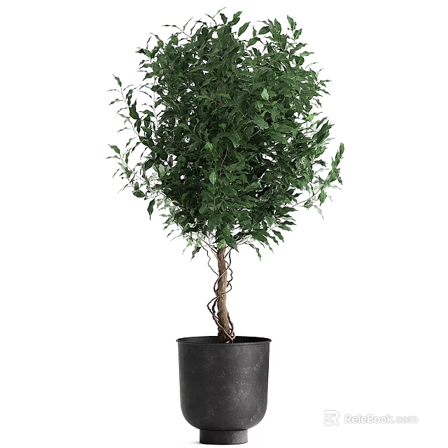 Elegant Garden Ornament Featuring Green Plant With Twisted Trunk And Black Pot 3d model 