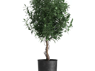 Elegant Garden Ornament Featuring Green Plant With Twisted Trunk And Black Pot 3d model
