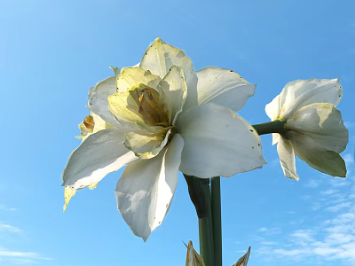 Charming Garden Ornament with White Daffodils Blooming Under Clear Blue Sky 3d model