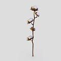 Natural Cotton Plant With Three White Fluffy Bolls On Brown Stem