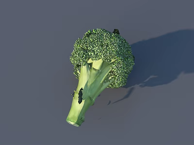 Fresh Green Broccoli Vegetable With Natural Florets And Stalk On Gray Surface 3d model