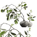 Bonsai Plants In Stone And White Ceramic Pots With Green Leaves And Branches