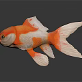 Vivid orange and white goldfish with shiny scales and large flowing tail on black background