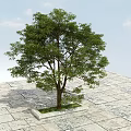 Lush Green Arbor With Thick Trunk On Stone Pavement And Square Flower Bed