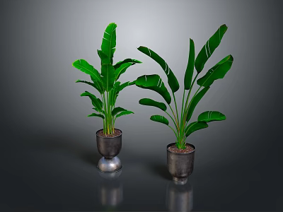 Two Large Leaf Tropical Plants in Metallic Pots on Dark Reflective Surface 3d model