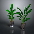 Two Large Leaf Tropical Plants in Metallic Pots on Dark Reflective Surface