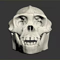 Detailed Anatomical Skull Organ Model Featuring White Smooth Surface And Structure