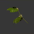 Vibrant Plant with Green Leaves and Yellow Flowers Isolated on Dark Background