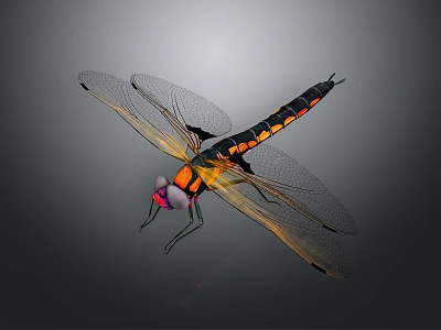 Colorful 3D Dragonfly Model With Transparent Textured Wings And Vibrant Body 3d model