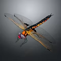 Colorful 3D Dragonfly Model With Transparent Textured Wings And Vibrant Body