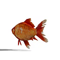 The Orange Goldfish with Red Fins and Shiny Scales as Aquatic Creature