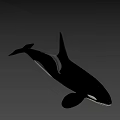 Black And White Orca With Dorsal Fin Swimming In Blue Water