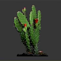 Green Prickly Pear Cactus Plant With Sharp Spines And Red Flowers In Pot