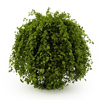 Banyan landscape shrub outdoor plant 3d model