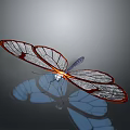 Beautiful Transparent Winged Insect With Red Edges And Reflective Surface
