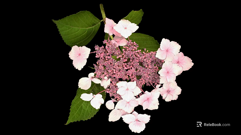 Hydrangea Plant With Pink And White Blooms And Green Leaves Against Black Background 3d model 