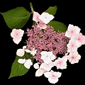 Hydrangea Plant With Pink And White Blooms And Green Leaves Against Black Background