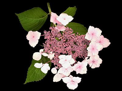 Hydrangea Plant With Pink And White Blooms And Green Leaves Against Black Background 3d model