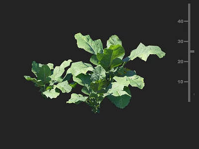 Rape, radish, tassel, spinach, Chinese cabbage, Persian cabbage, red root vegetables, crops, fruits, vegetables, vegetables, seedlings 3d model
