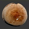 Fresh Edible Mushroom With Orange Cap And White Stem On Dark Surface