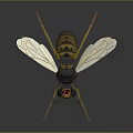 Vibrant Yellow and Black Wasp with Transparent Wings and Slender Legs on Dark Surface