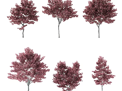 Red Leaf Arbor Trees In Various Forms With Vibrant Foliage And Natural Design 3d model