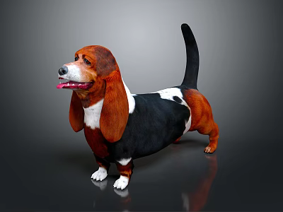 Basset Hound Dog With Brown Black White Coat And Long Ears Standing 3d model
